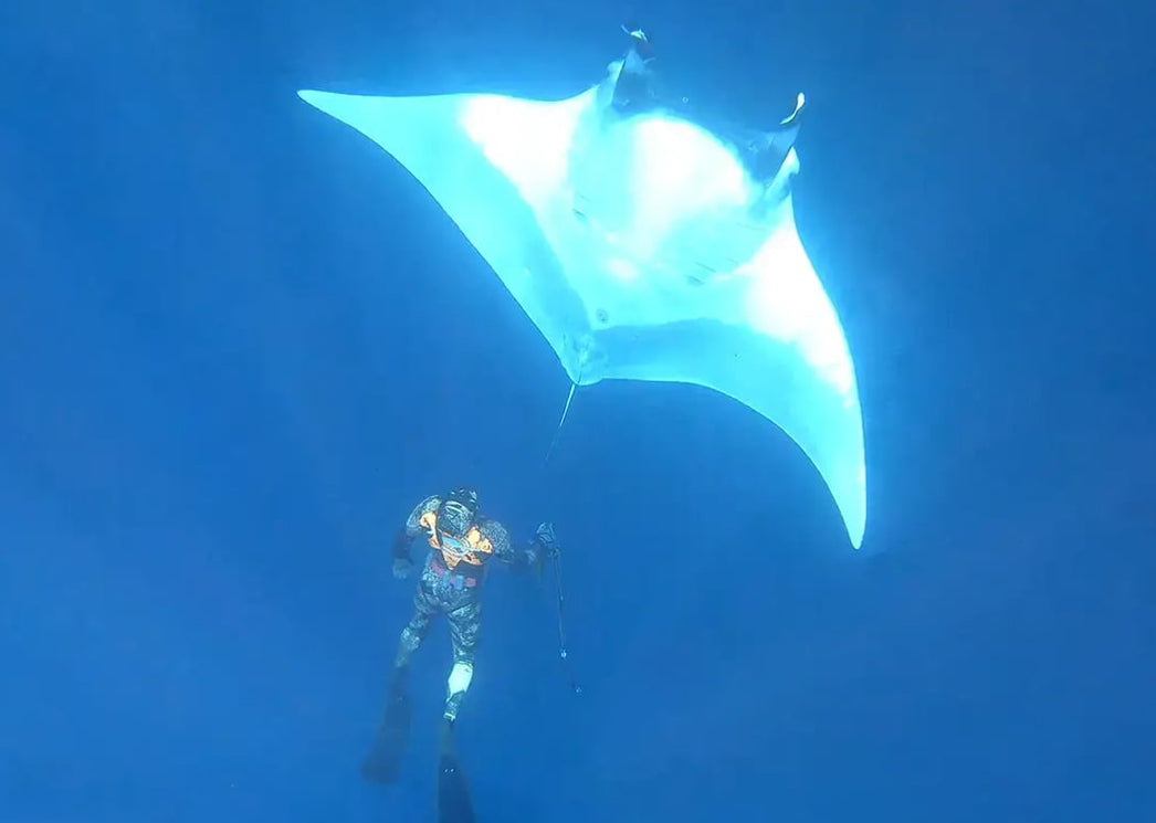 Diver observing a large manta ray in the deep blue ocean.