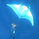 Diver observing a large manta ray in the deep blue ocean.