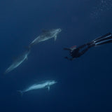 Salt Aotearoa gift card