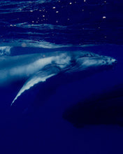 Load image into Gallery viewer, Wāhine Voyager Series - Rarotonga Experience
