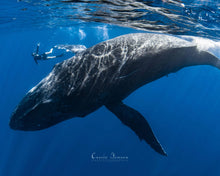Load image into Gallery viewer, Wāhine Voyager Series - Tonga Edition 2026
